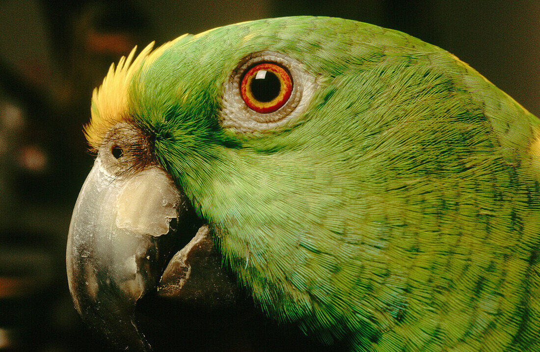Naped Amazon Bird (Amazona auropalliata)