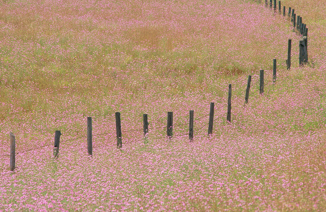  Bend, Bends, Color, Colour, Concept, Concepts, Country, Countryside, Curve, Curves, Daytime, Detail, Details, Exterior, Fence, Fences, Flower, Flowers, Grass, Grasses, Grassland, Grasslands, Horizontal, Meadow, Meadows, Nature, Outdoor, Outdoors, Outside