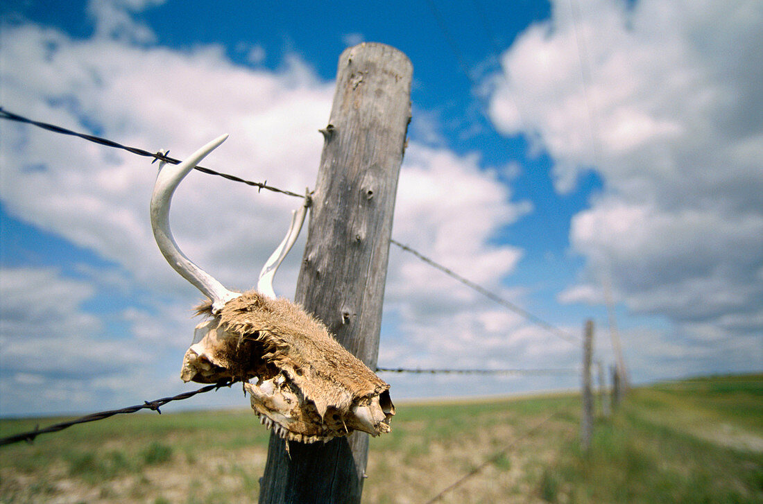 Pronghorn antelope skull in barbed wire fence. Lewis and Clark Trail. Montana. USA.