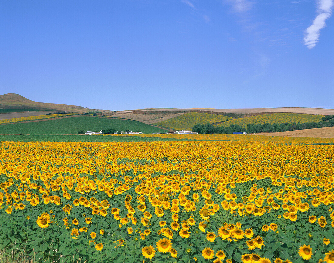 Sunflowers field. Andalucía. Spain