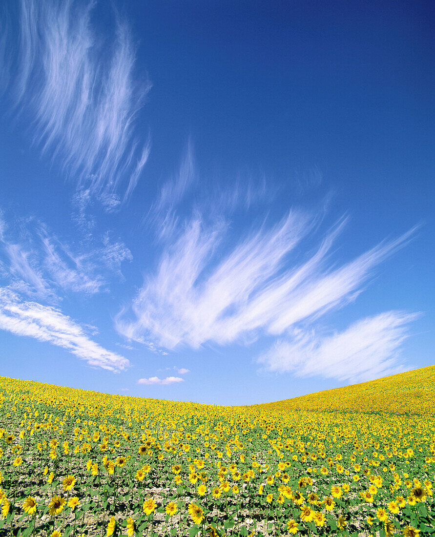 Sunflowers. Andalucía. Spain