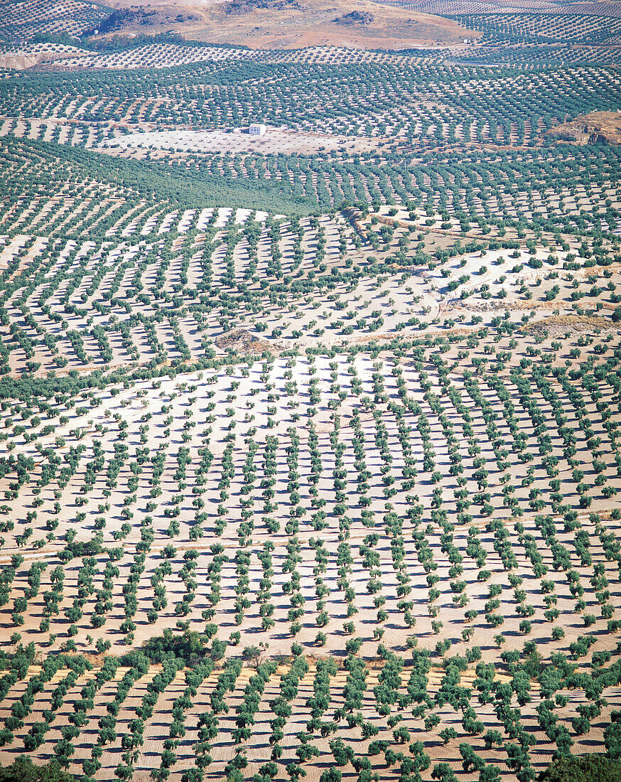 Olive trees fields. Jaen province. Spain