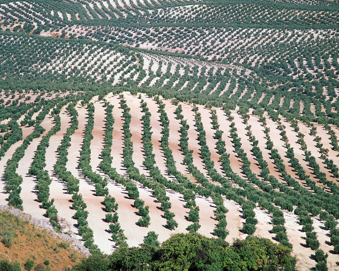 Olive trees. Jaen province. Spain