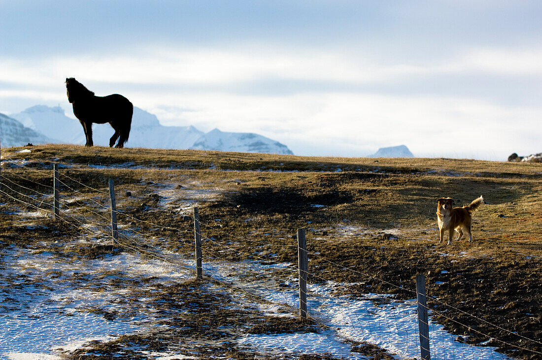 Islandpferd und Hund auf Weide, Island