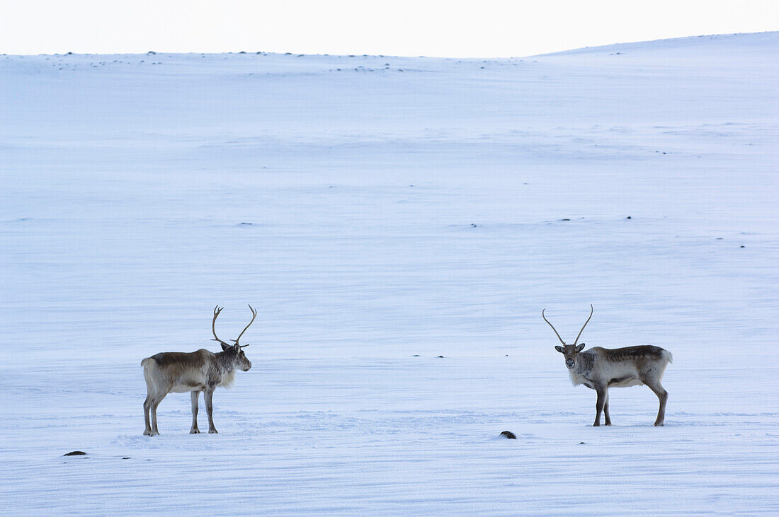 Two reindeers on snow, Iceland