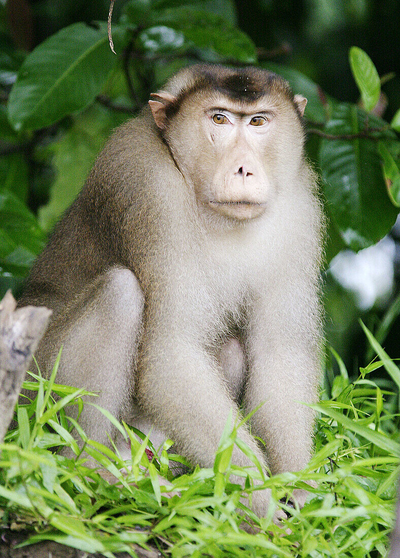 Pig-tailed macaque (Macaca nemestrina). Borneo. Malaysia