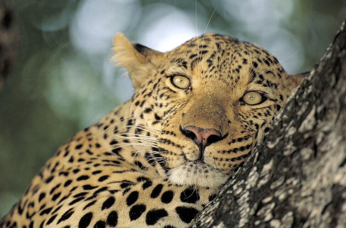 Male Leopard (Panthera pardus). Sabi Sabi Private Game Reserve. South Africa