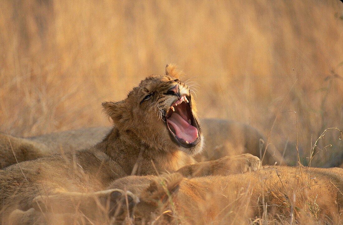 Lion cub yawing. Sabi Sabi Private Game Reserve. South Africa