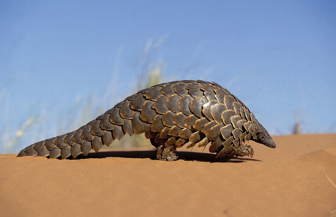 Pangolin (Manis temminckii), curls into a ball when disturbed. Kgalagadi Transfrontier Park, Kalahari. South Africa