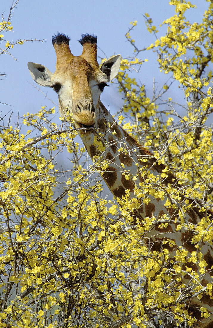 Giraffe (Giraffa camelopardalis), browsing on mopane pomegranate flowers. Kruger National Park. South Africa