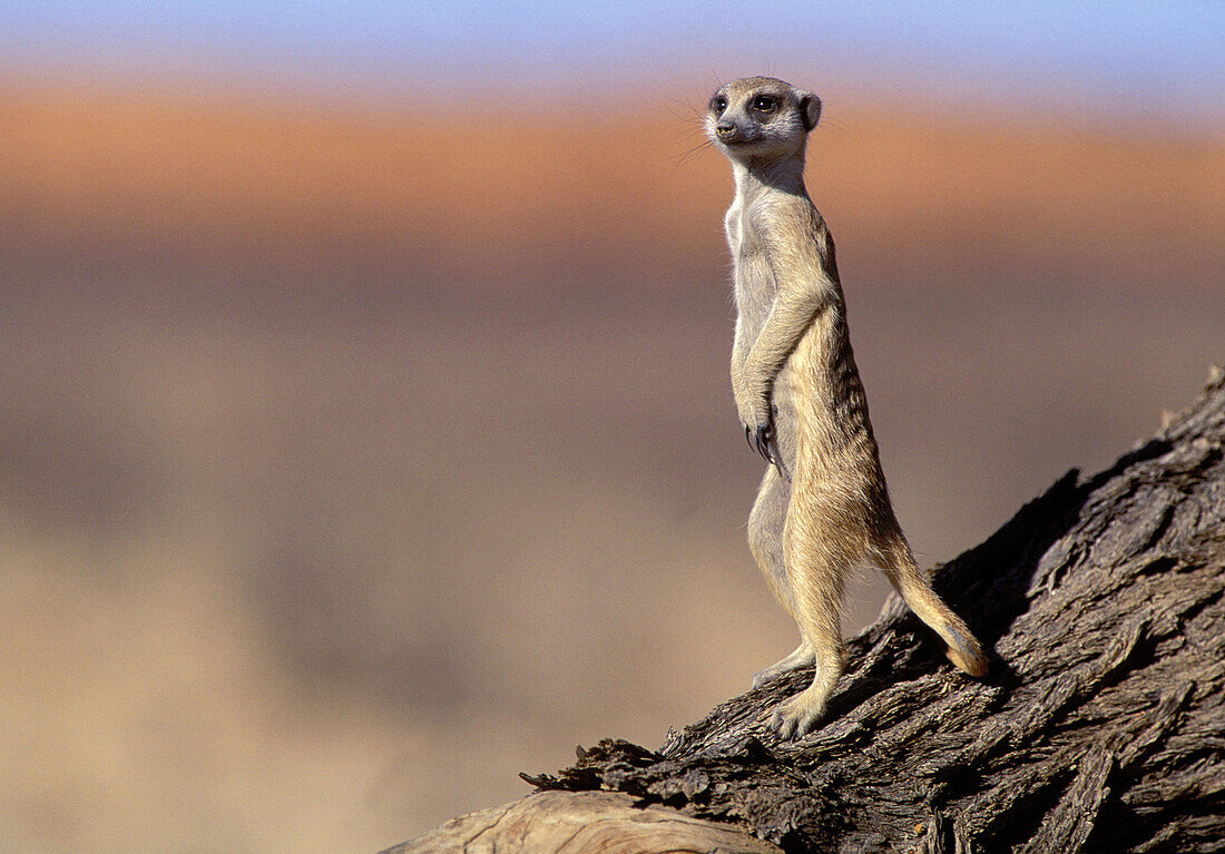 Meerkat (Suricata suricatta), sunbathing. Kgalagadi Transfrontier Park, Kalahari. South Africa