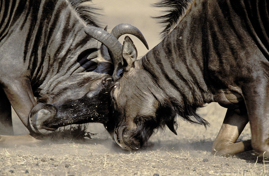 Blue wildebeest (Connochaetes taurinus), males fighting. Kruger National Park. South Africa