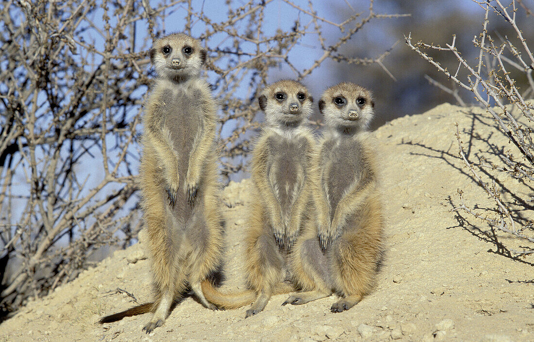 Meerkats (Suricata suricatta), sunbathing. Kgalagadi Transfrontier Park, Kalahari. South Africa