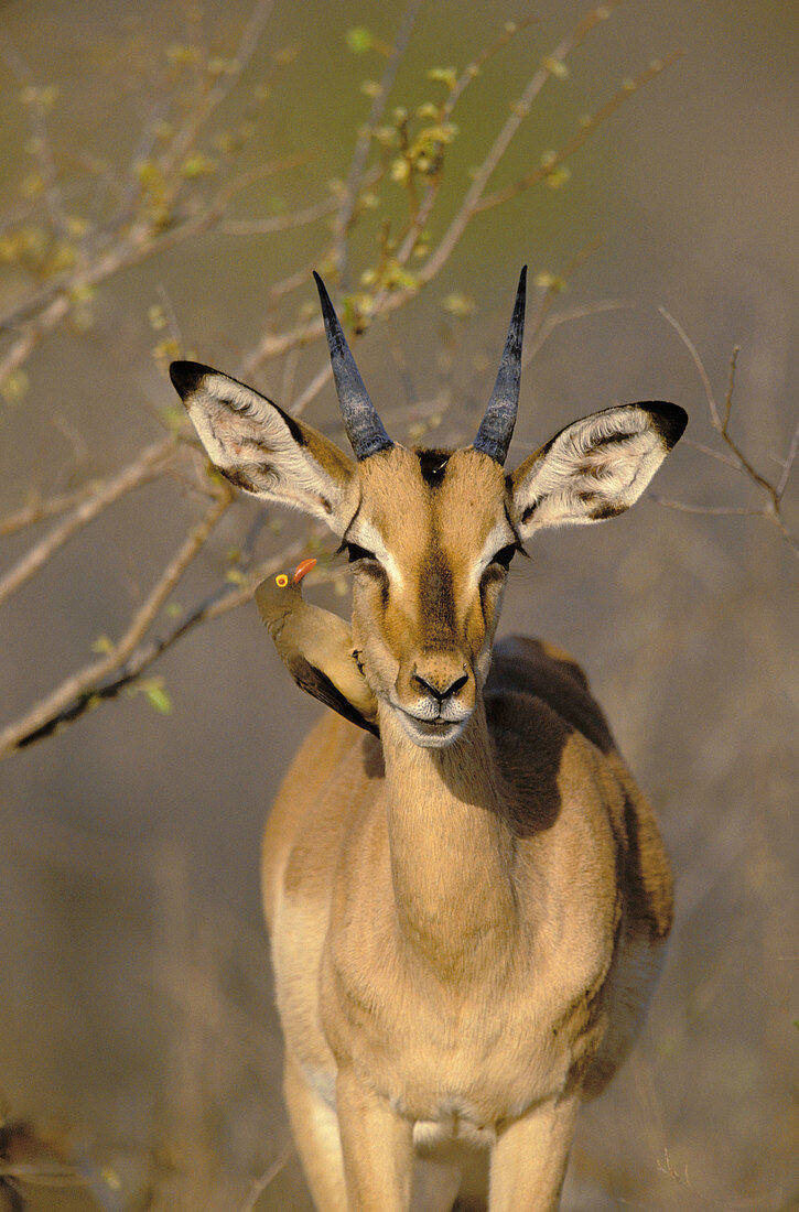 Impala (Aepyceros melampus), with redbilled oxpecker. Kruger National Park. South Africa