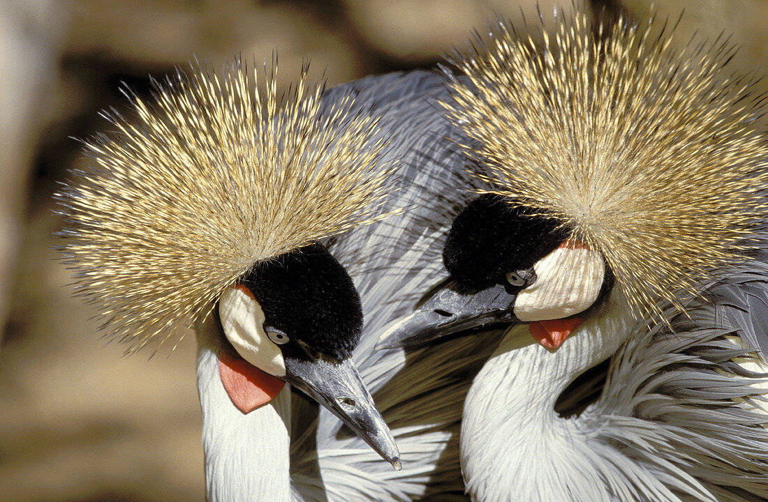 Crowned Cranes (Balearica regulorum), courtship display. KwaZulu-Natal. South Africa