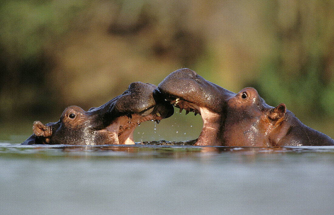 Hippos (Hippopotamus amphibius). Kruger National Park. South Africa