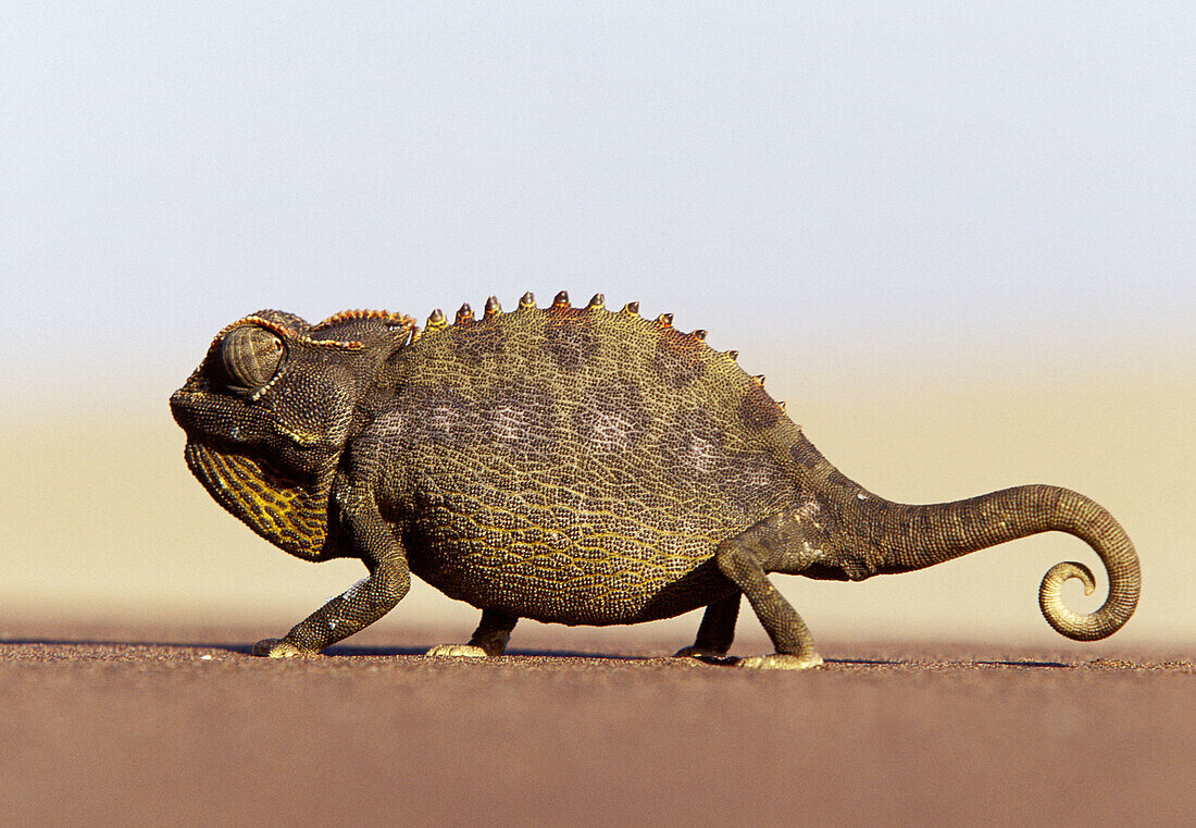 Namaqua Chameleon (Chamaeleo namaquensis), ground dwelling species. Namib Desert. Namibia