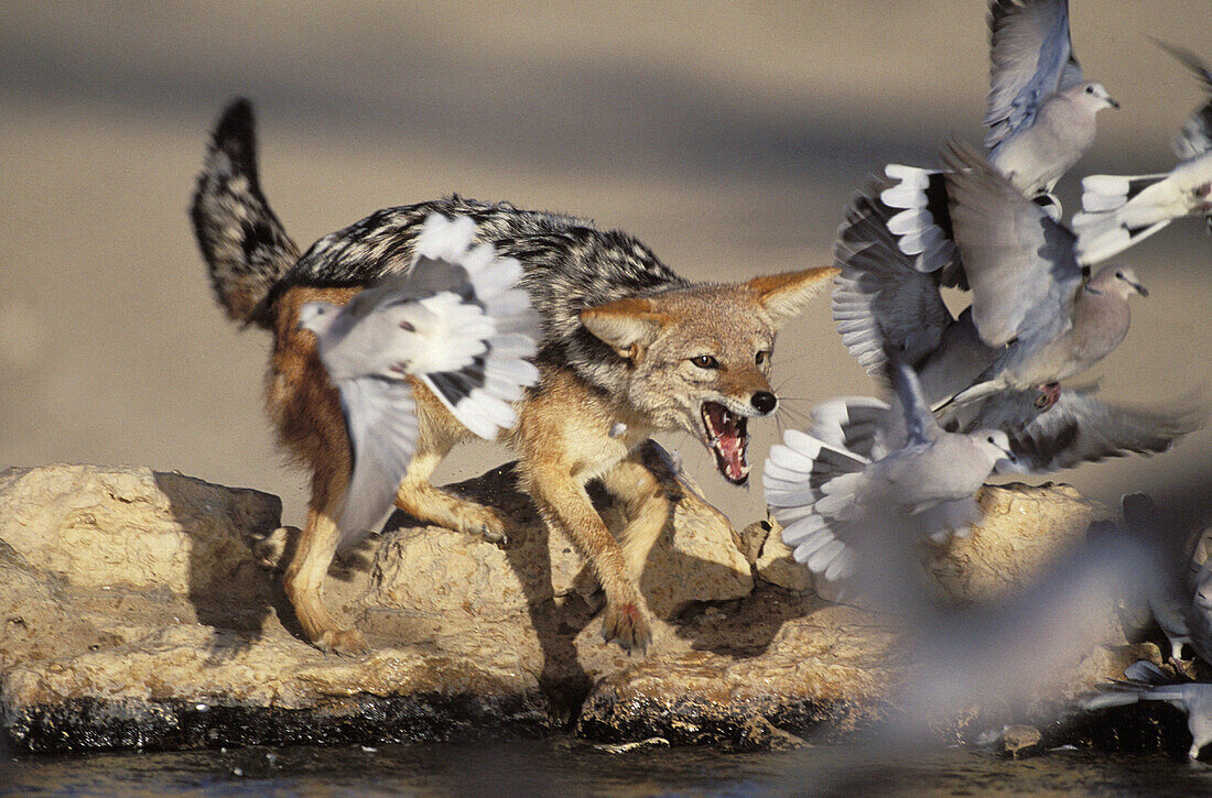 Blackbacked Jackal (Canis mesomelas), catching doves. Kgalagadi Transfrontier Park (formerly Kalahari-Gemsbok National Park). South Africa