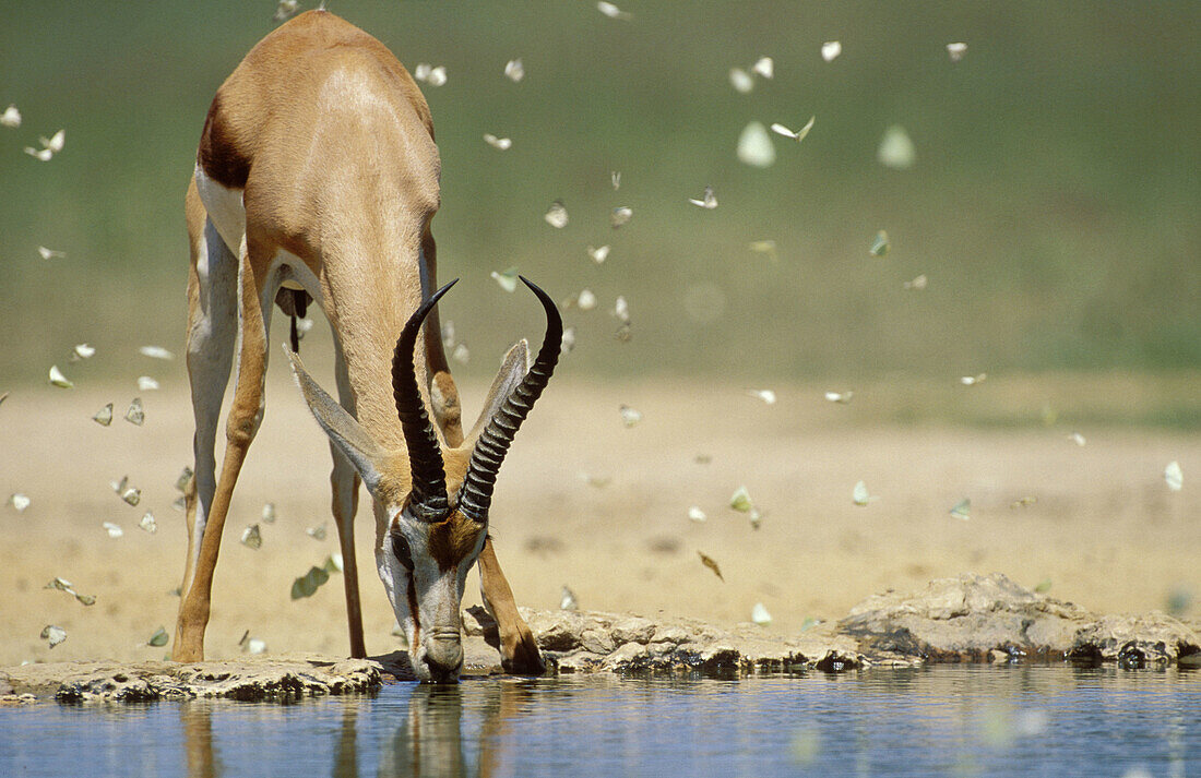 Springbok (Antidorcas marsupialis), drinking at waterhole with butterflies. Kgalagadi Transfrontier Park, Kalahari, South Africa