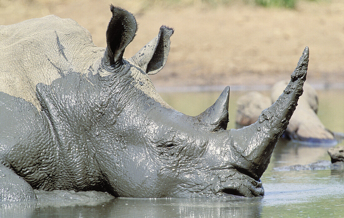 White Rhinoceros (Ceratotherium simum), mud wallowing to cool off and clear skin parasites. Hluhluwe-Umfolozi Park, KwaZulu-Natal, South Africa