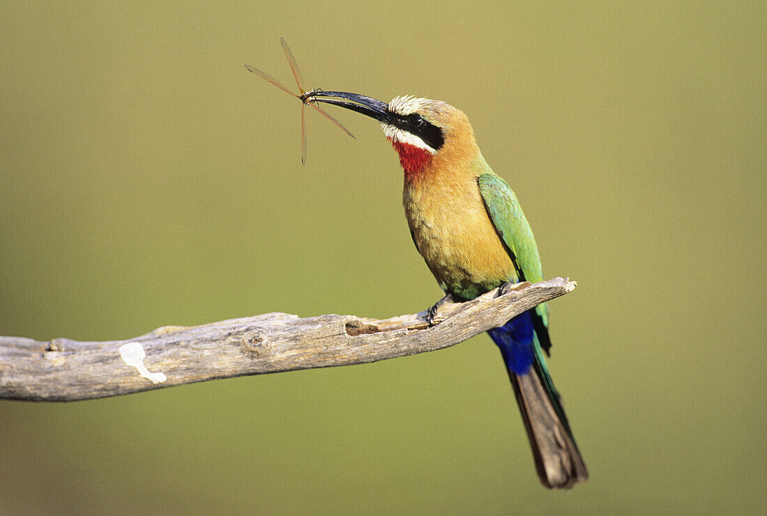 White-fronted Bee-Eater (Merops bullockoides) with dragonfly. Kruger National Park. Mpumalanga, South Africa