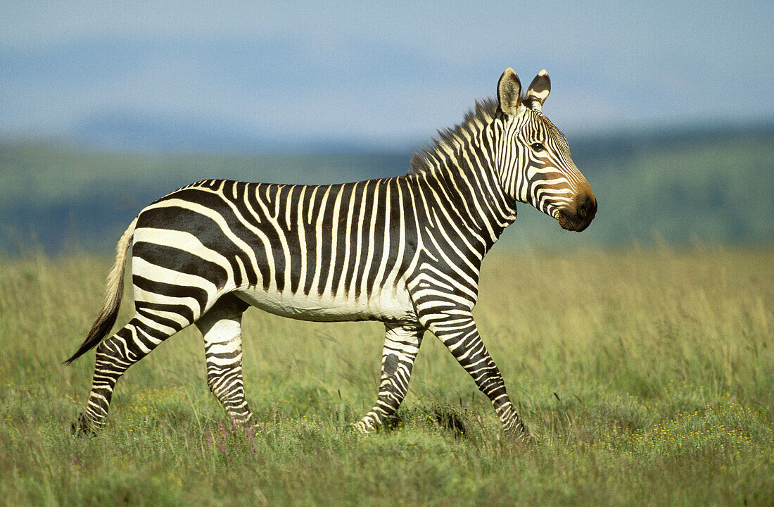 Cape Mountain Zebra (Equus zebra zebra), endangered species. Mountain Zebra National Park, South Africa