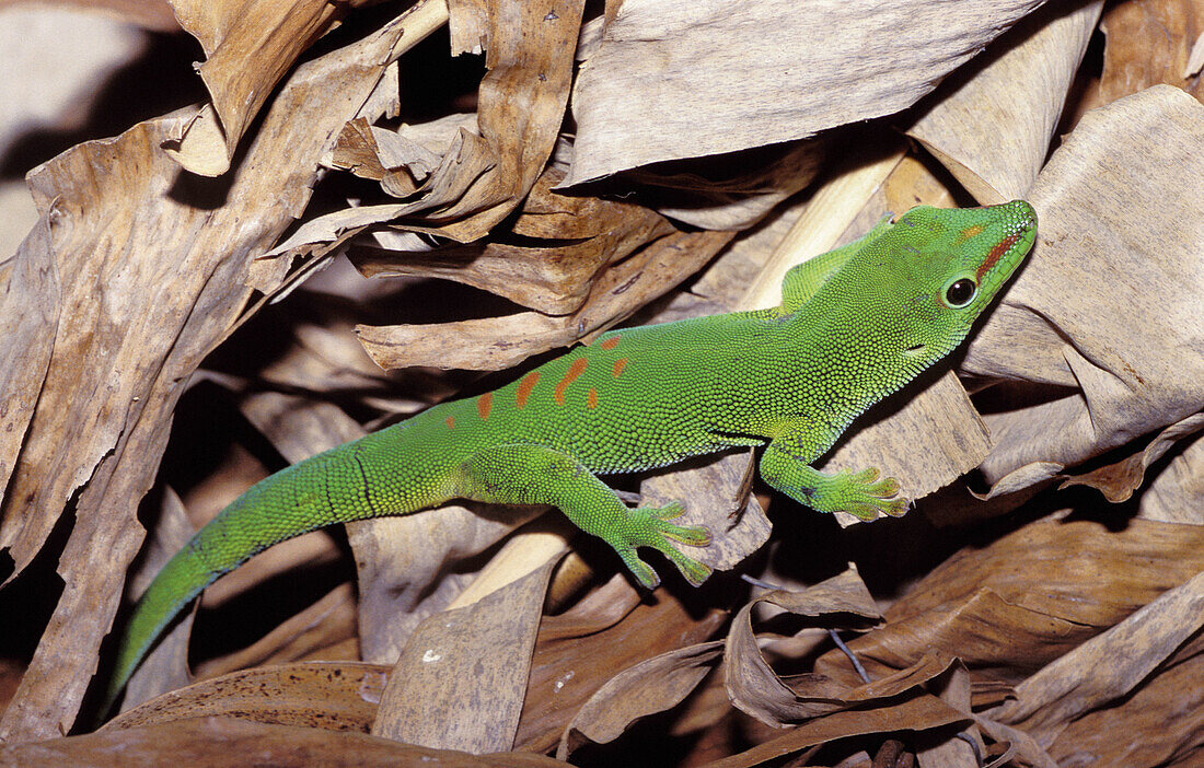 Day Gecko (Phelsuma madagascariensis). Madagascar