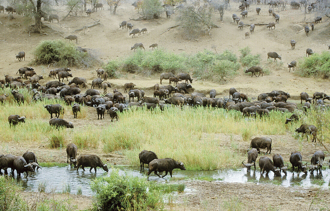 Cape Buffalo, Syncerus caffer, Large herd at Shingwedzi River, Kruger National Park, South Africa