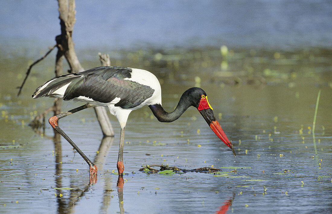 Saddlebilled Stork, Ephippiorhynchus senegalensis, with frog, Kruger National Park, Mpumalanga, South Africa