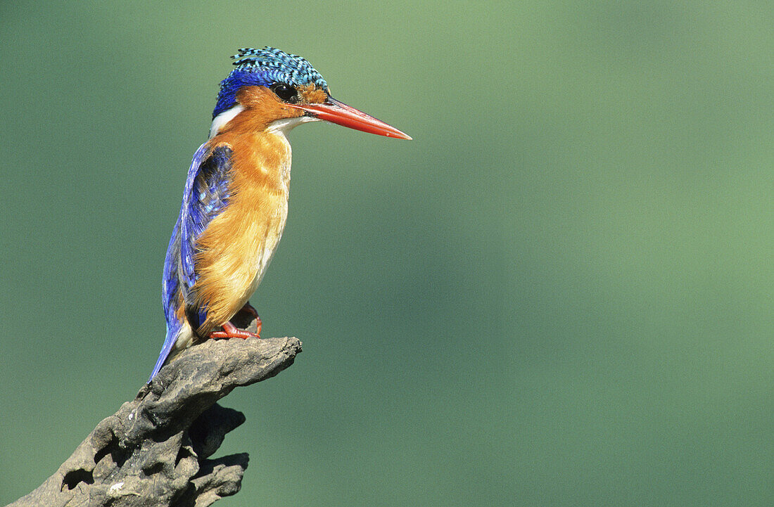Malachite Kingfisher, Alcedo cristata, KwaZulu-Natal, South Africa