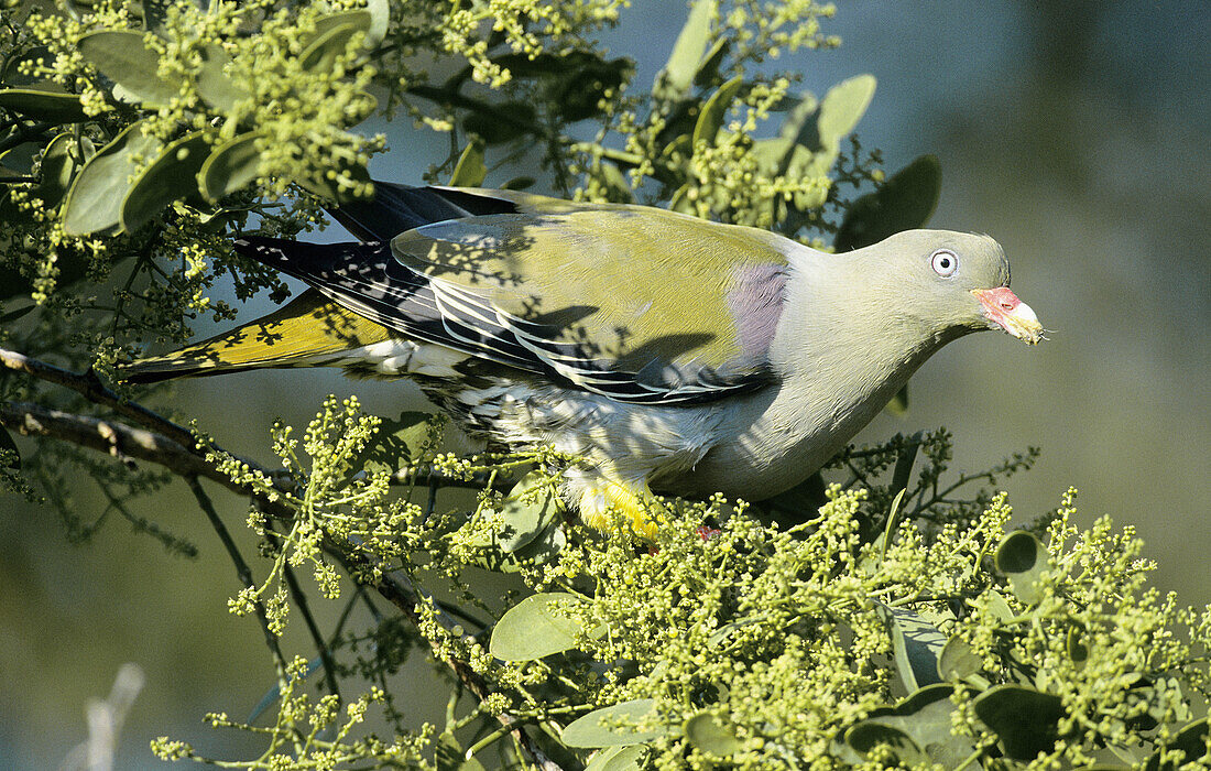 Green Pigeon, Treron calva, Kruger National Park, South Africa