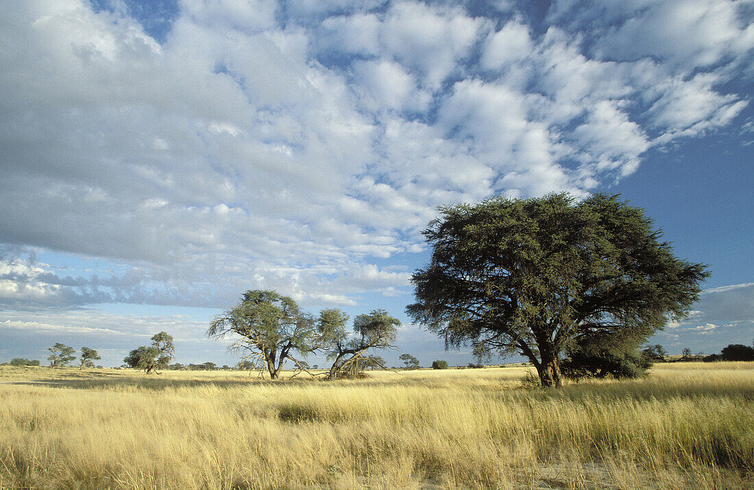 Kalahari Scene, Kgalagadi Transfrontier Park, arid grassland savannah with camelthorn trees, South Africa