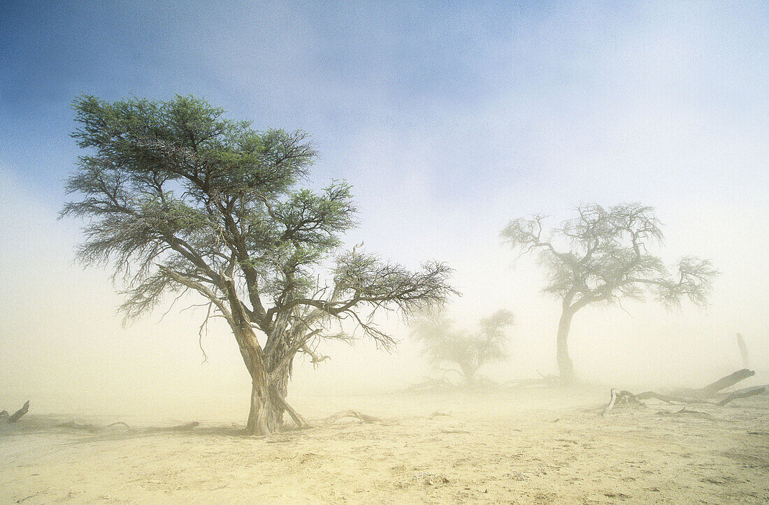Kalahari Scene, Kgalagadi Transfrontier Park, Camelthorn and sandstorm. Kalahari, Northern Cape, South Africa
