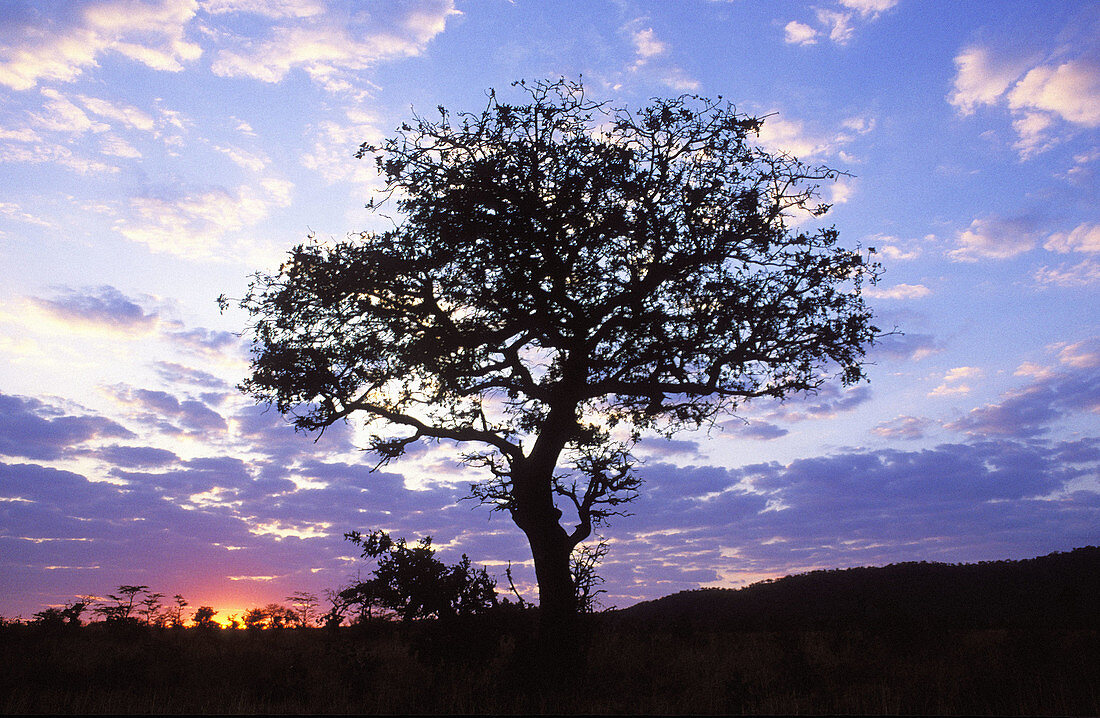 Kruger National Park Scene, Dawn over plains at Tshokwane, Mpumalanga, South Africa