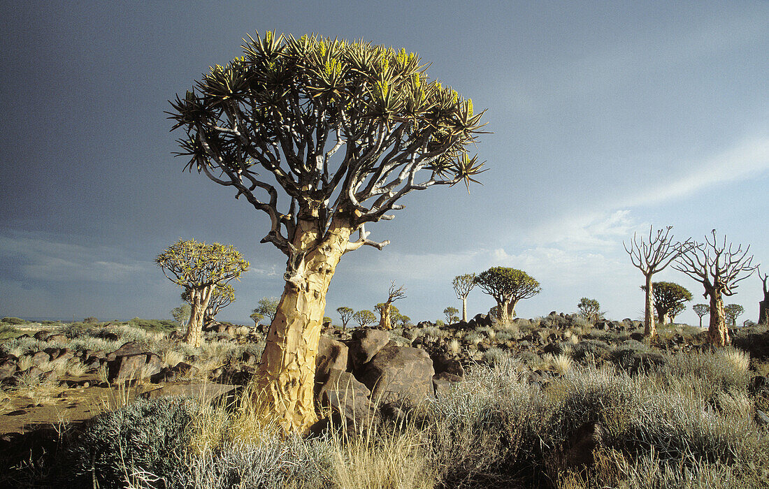Namibia Scene, Quiver trees with storm sky, Aloe dichotoma, Quiver Tree Forest, Keetmamshoop, Namibia