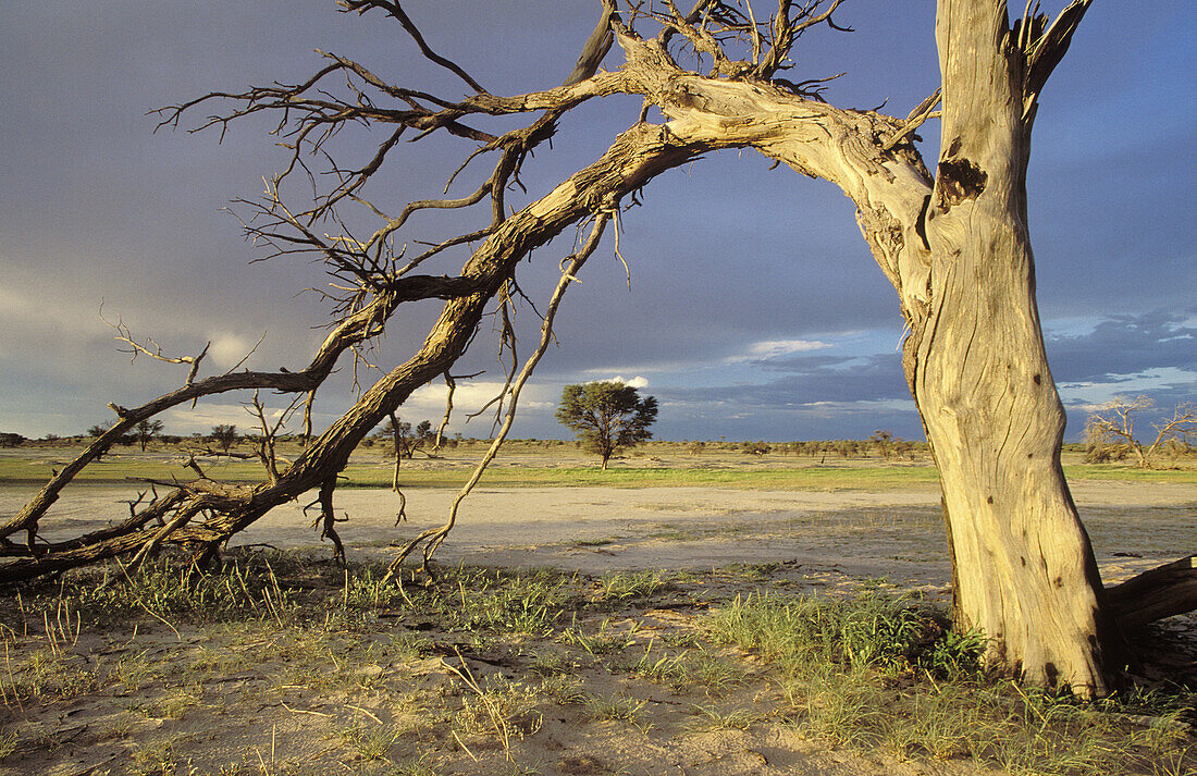 Kalahari Scene, Kgalagadi Transfrontier Park, Dead camelthorn tree and storm sky in Nossob Riverbed. Kalahari, Northern Cape, South Africa
