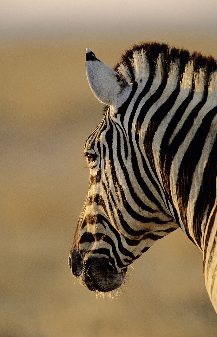 Burchell s Zebra (Equus burchelli). Etosha National Park, Namibia