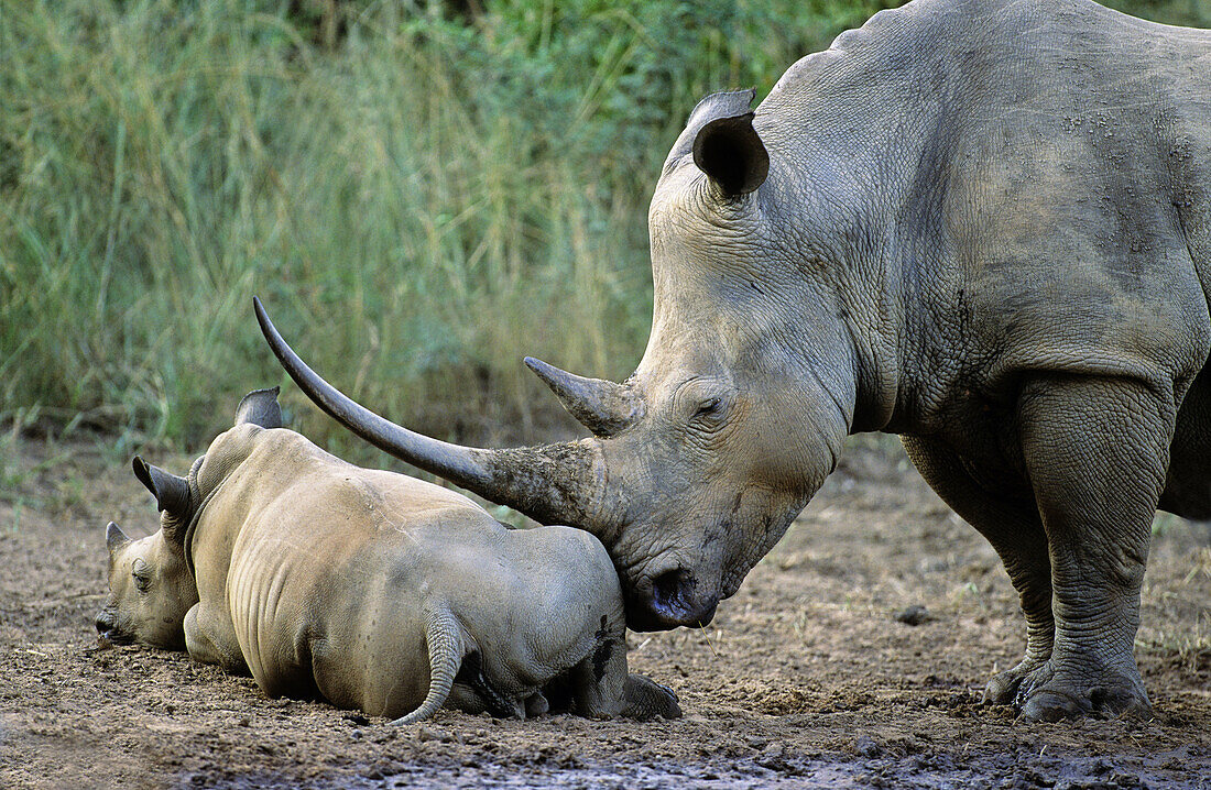White Rhino (Ceratotherium simum) mother and calf. Hluhluwe-Umfolozi Park, KwaZulu-Natal, South Africa.