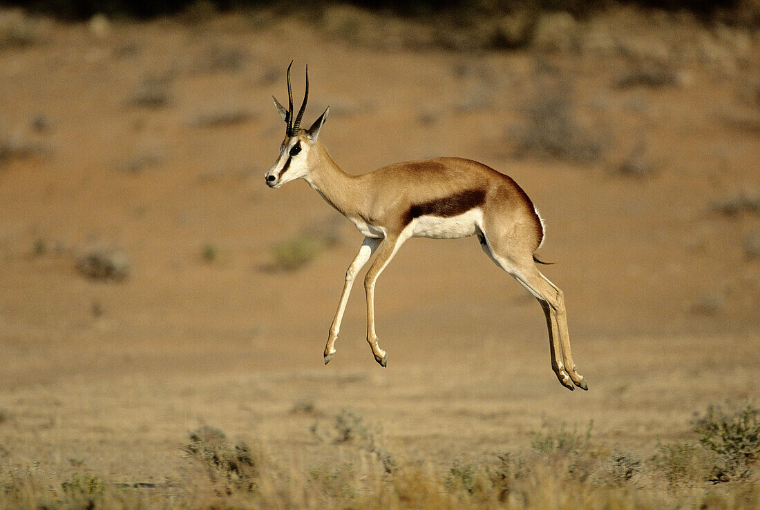 Pronking springbok. Kgalagadi Transfrontier Park, Kalahari. Northern Cape, South Africa.
