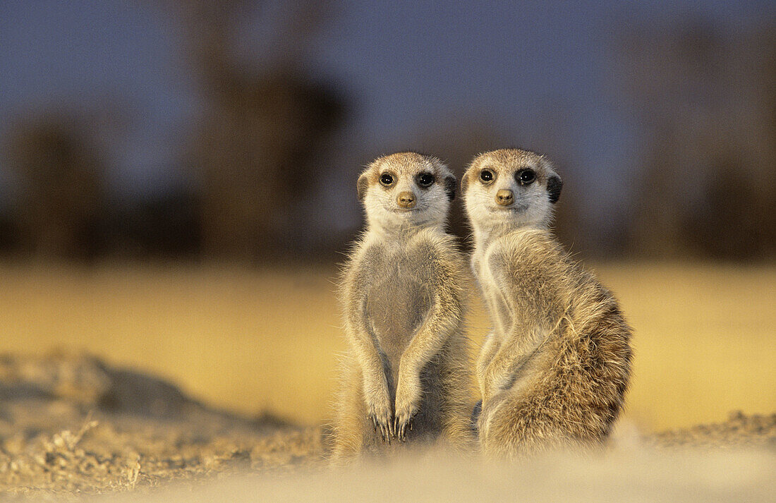 Meerkat or suricate (Suricata suricatta). Kgalagadi Transfrontier Park, Kalahari. South Africa.