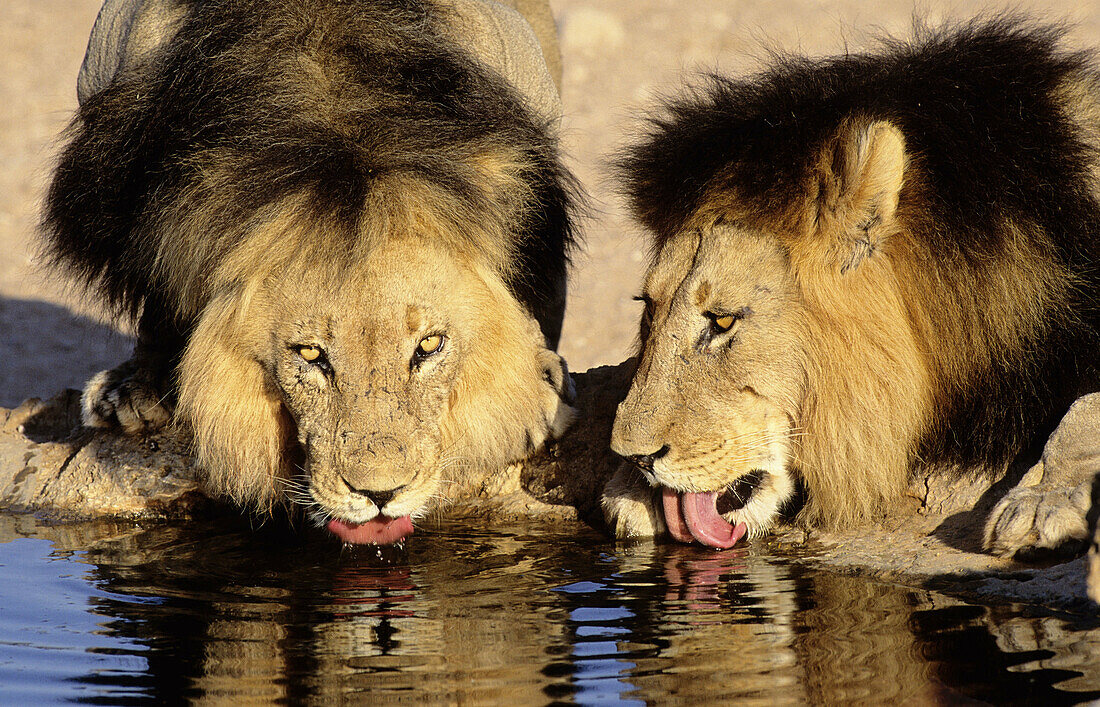 Lions (Panthera leo). Two males drinking. Kgalagadi Transfrontier Park, Kalahari. South Africa.