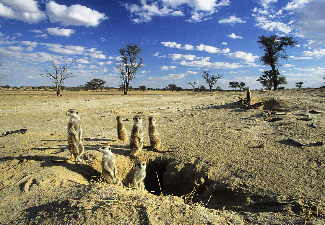 Meerkat or suricate (Suricata suricatta) family sunbathing at burrow. Kgalagadi Transfrontier Park, Kalahari. South Africa.