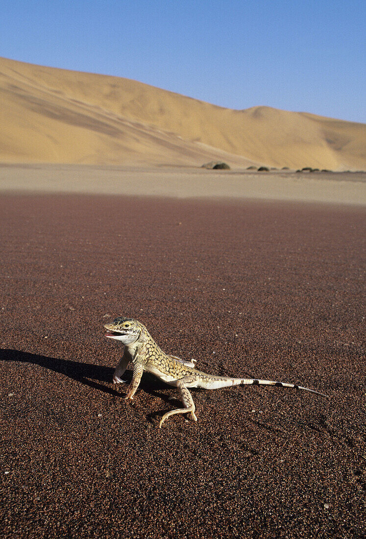 Shovel-snouted Lizard (Aporosaurus anchietae) Namib Desert, Namibia.
