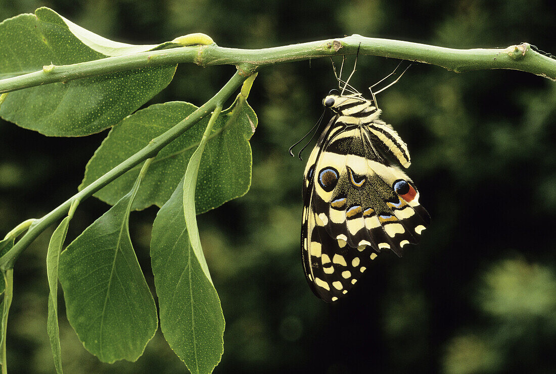 Citrus Swallowtail (Papilio demodocus) on lemon tree (food plant), South Africa.