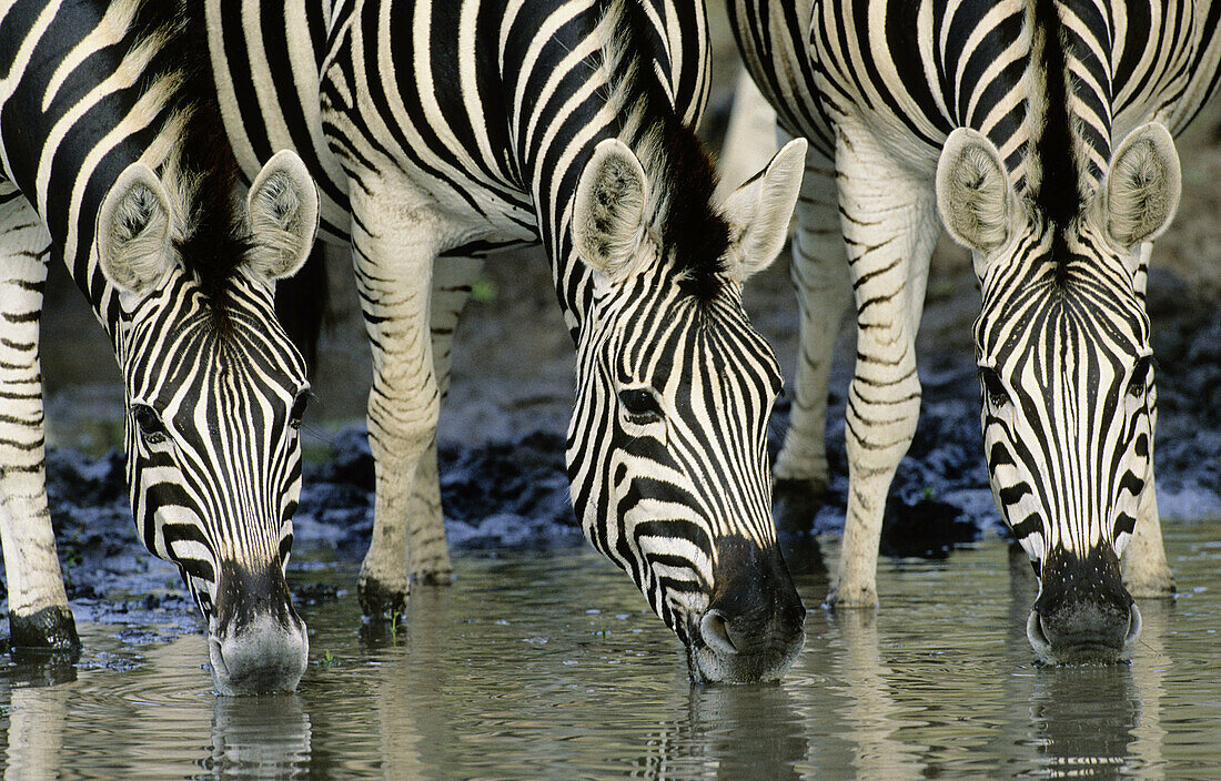Burchell s Zebra (Equus burchelli) drinking. Kruger National Park, South Africa.