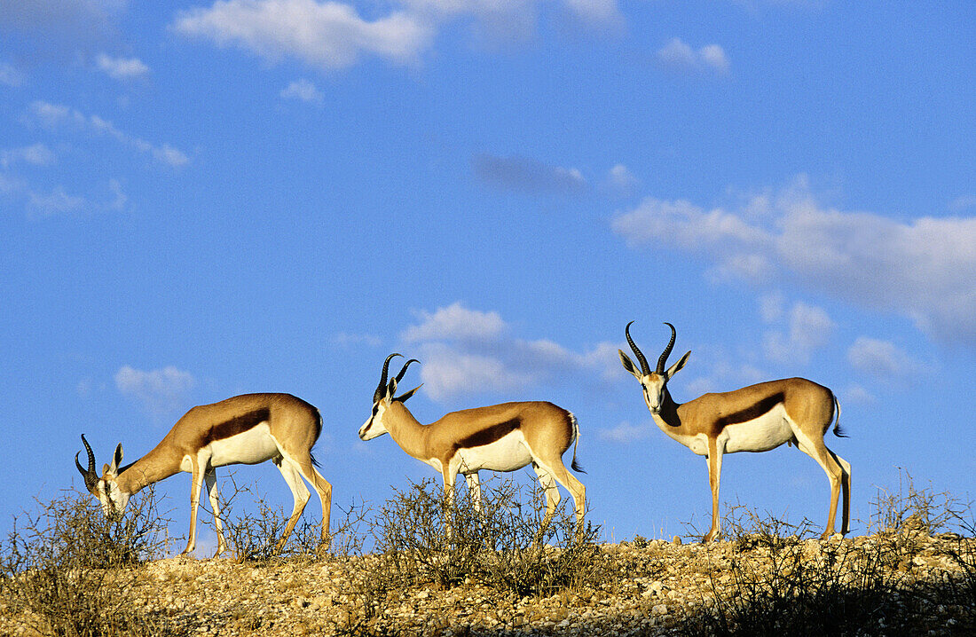 Springboks. Kgalagadi Transfrontier Park, Kalahari. Northern Cape, South Africa.