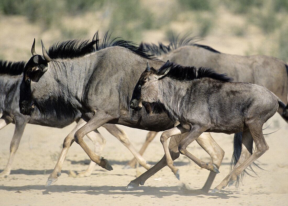 Blue wildebeest (Connochaetes taurinus) running. Kgalagadi Transfrontier Park, Kalahari. South Africa.