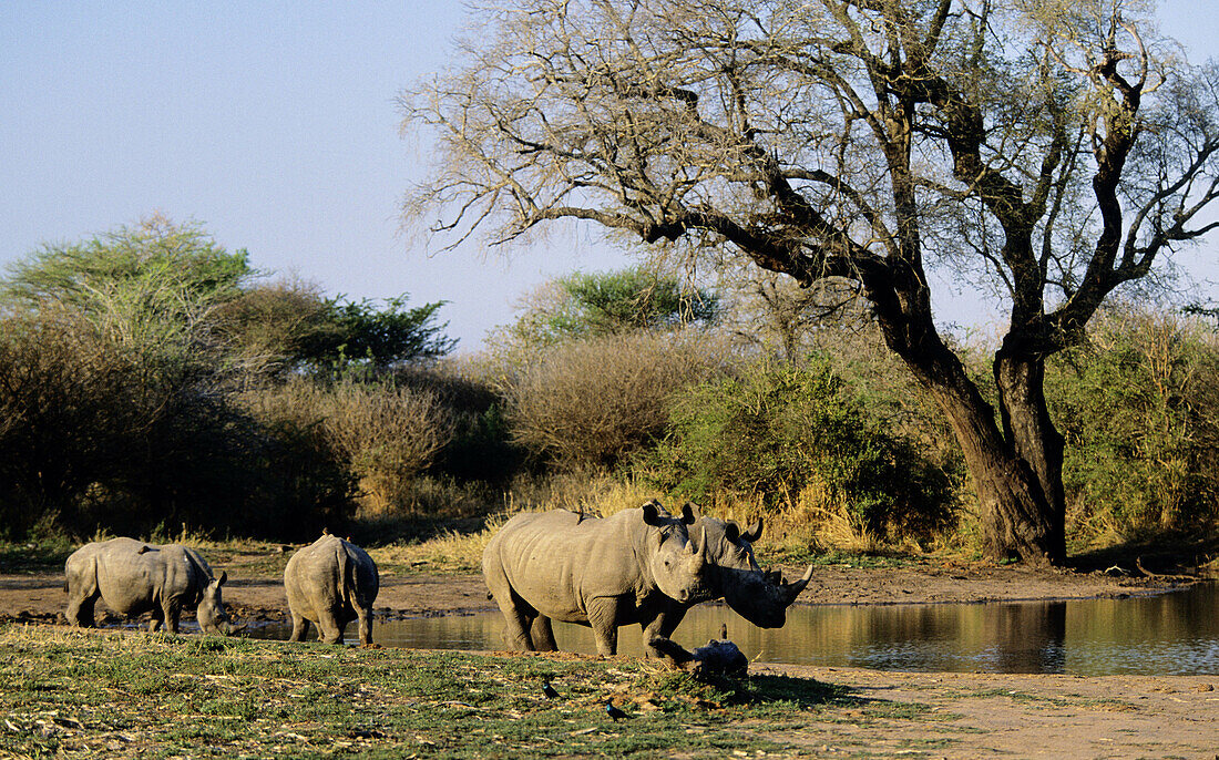 White Rhino (Ceratotherium simum) at waterhole. Kruger National Park, South Africa.