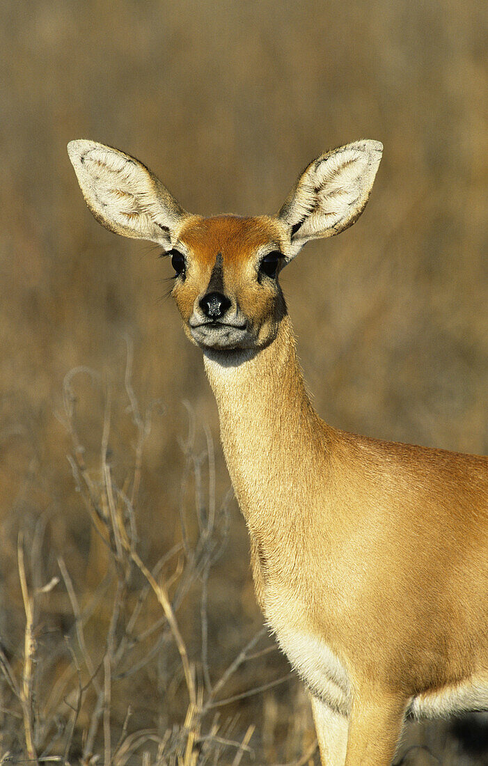 Steenbok (Raphicerus campestris). Kruger National Park, South Africa.