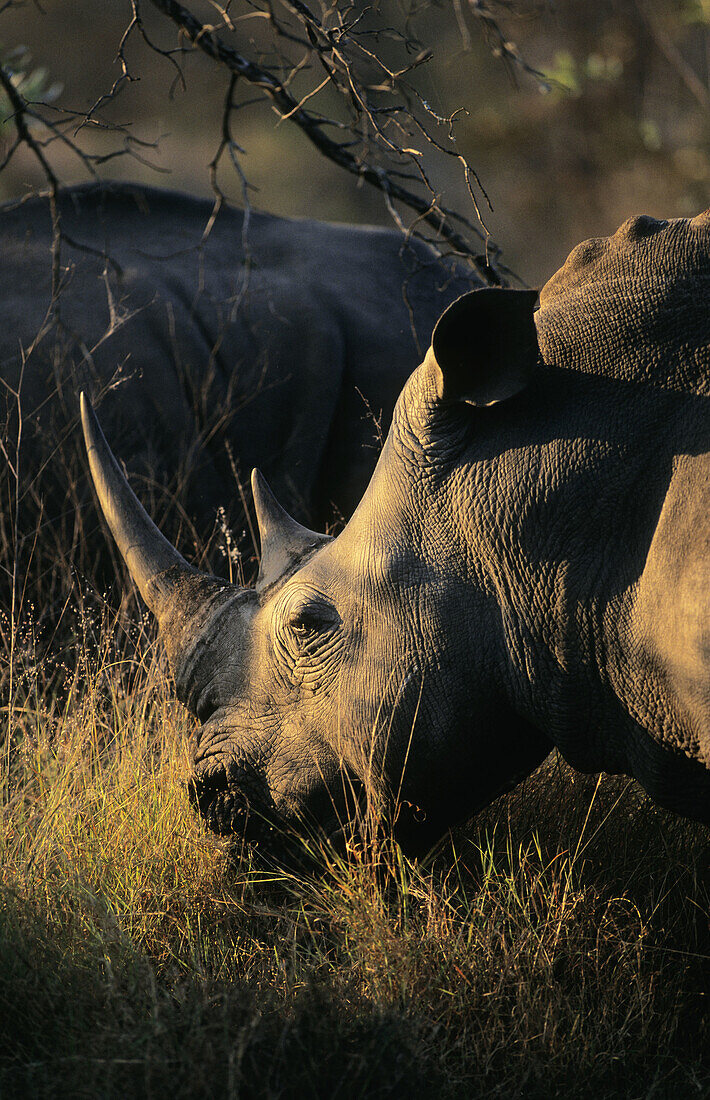White Rhino (Ceratotherium simum) grazing, Sabi Sabi, South Africa